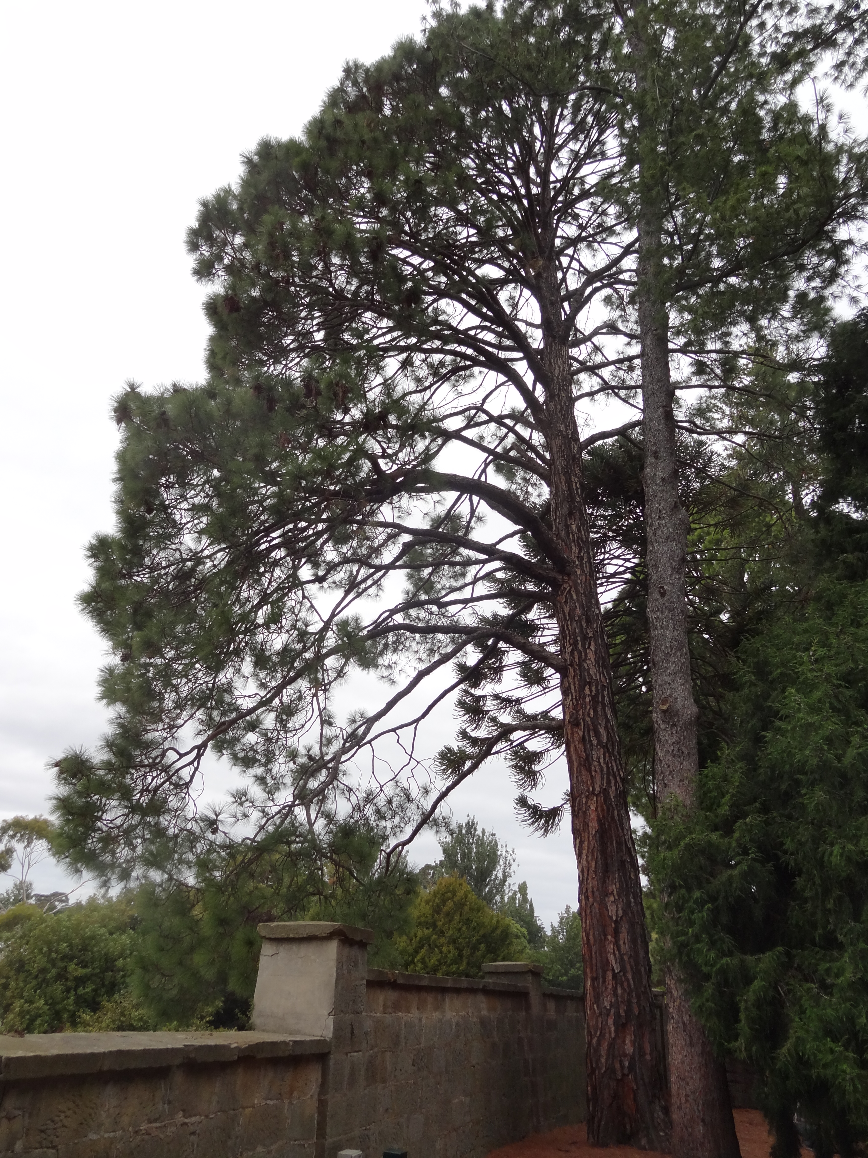 National Trust - Long-leaved Indian Pine (Pinus roxburghii)