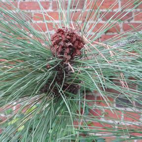 National Trust - Long-leaved Indian Pine (Pinus roxburghii)