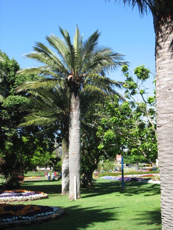 Chilean Wine Palm