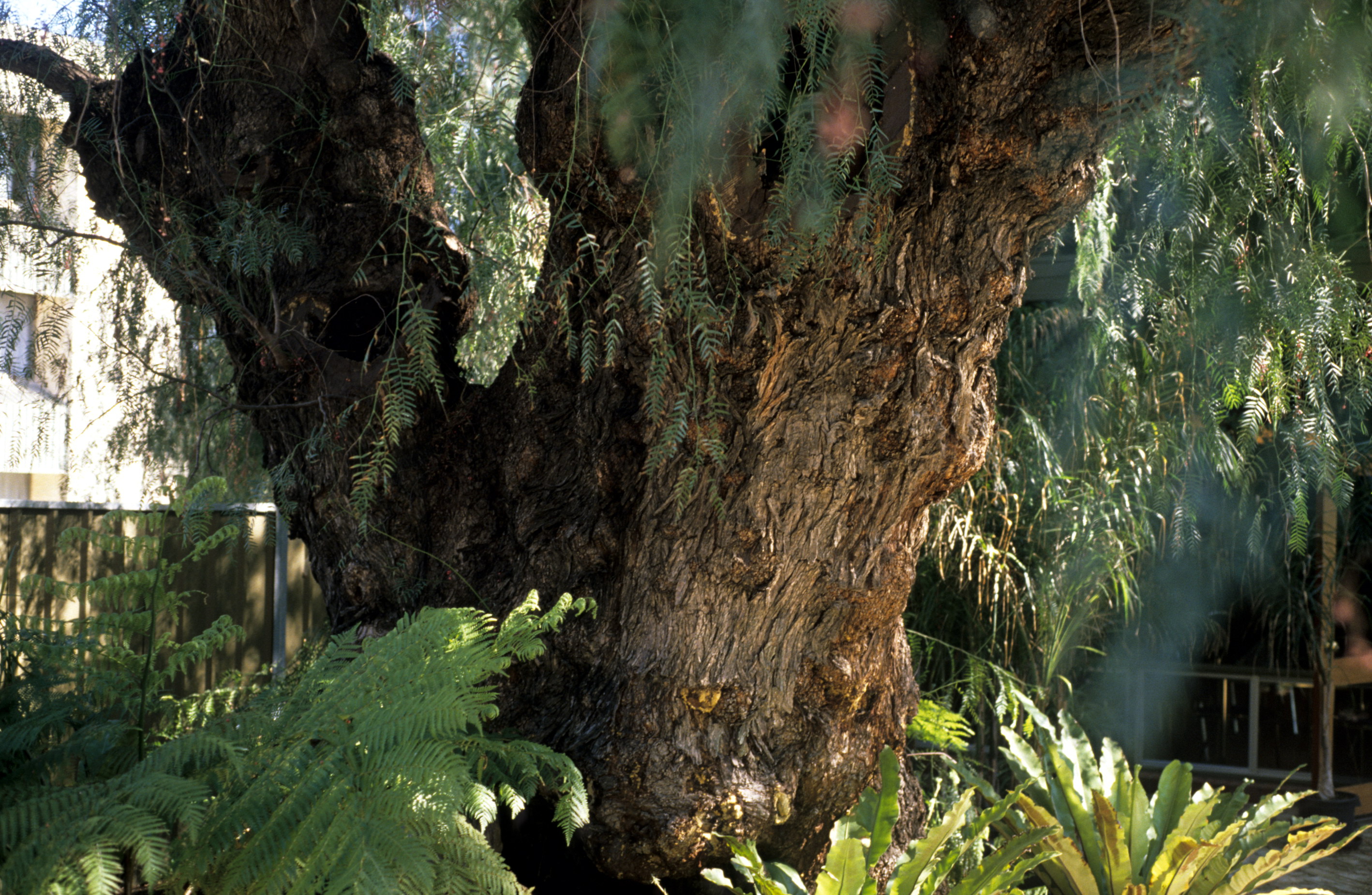 National Trust Peppertree (Schinus areira)
