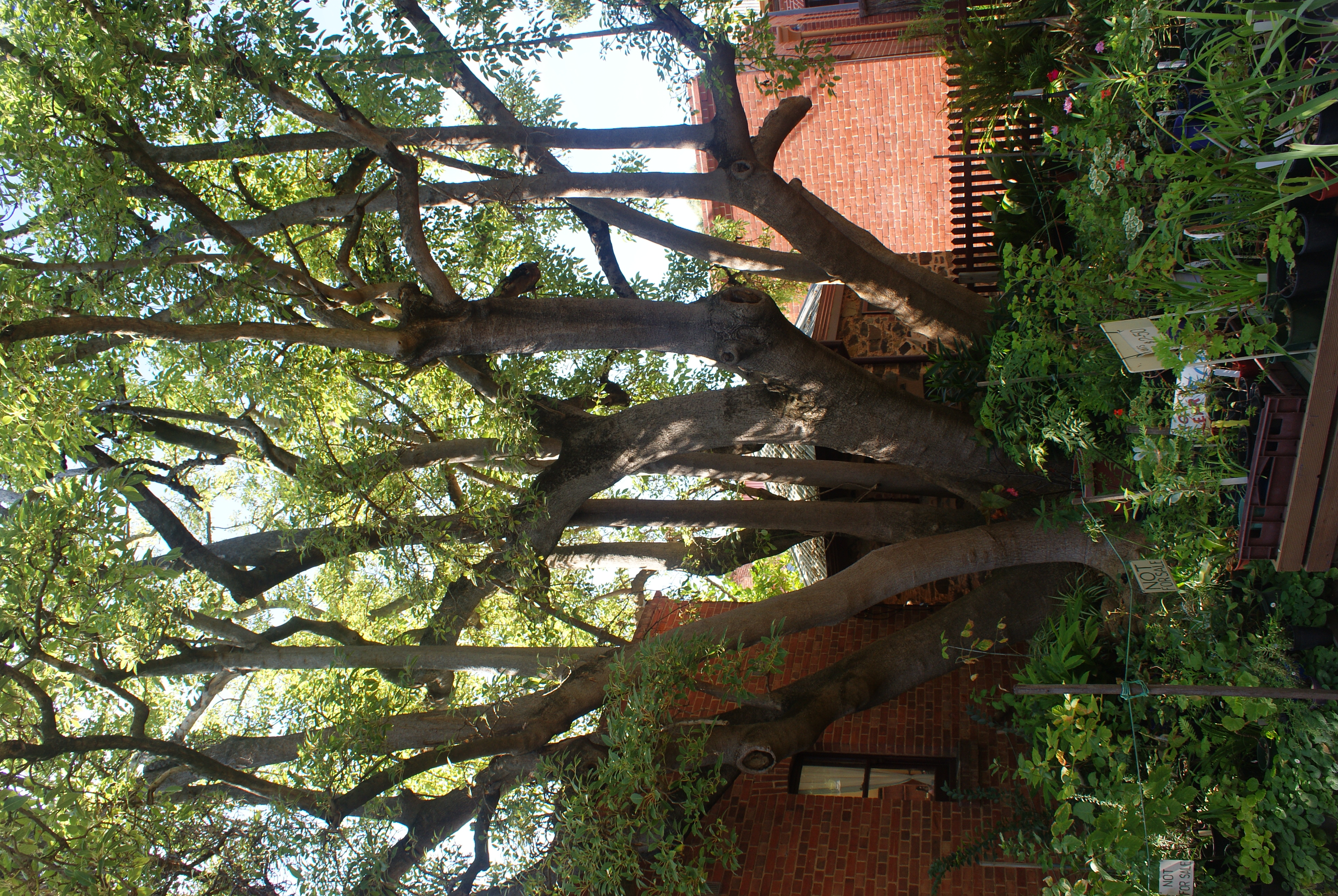 National Trust - Ombu (Phytolacca dioica)