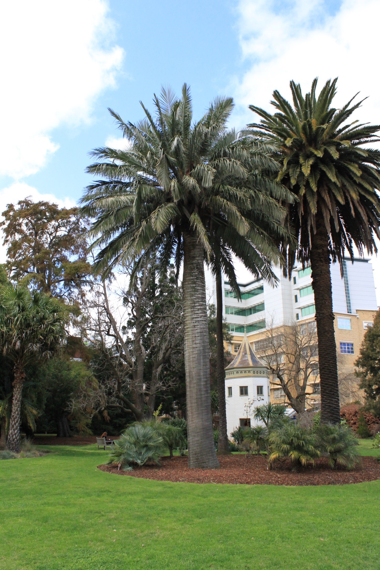 National Trust Chilean Wine Palm Jubaea Chilensis 