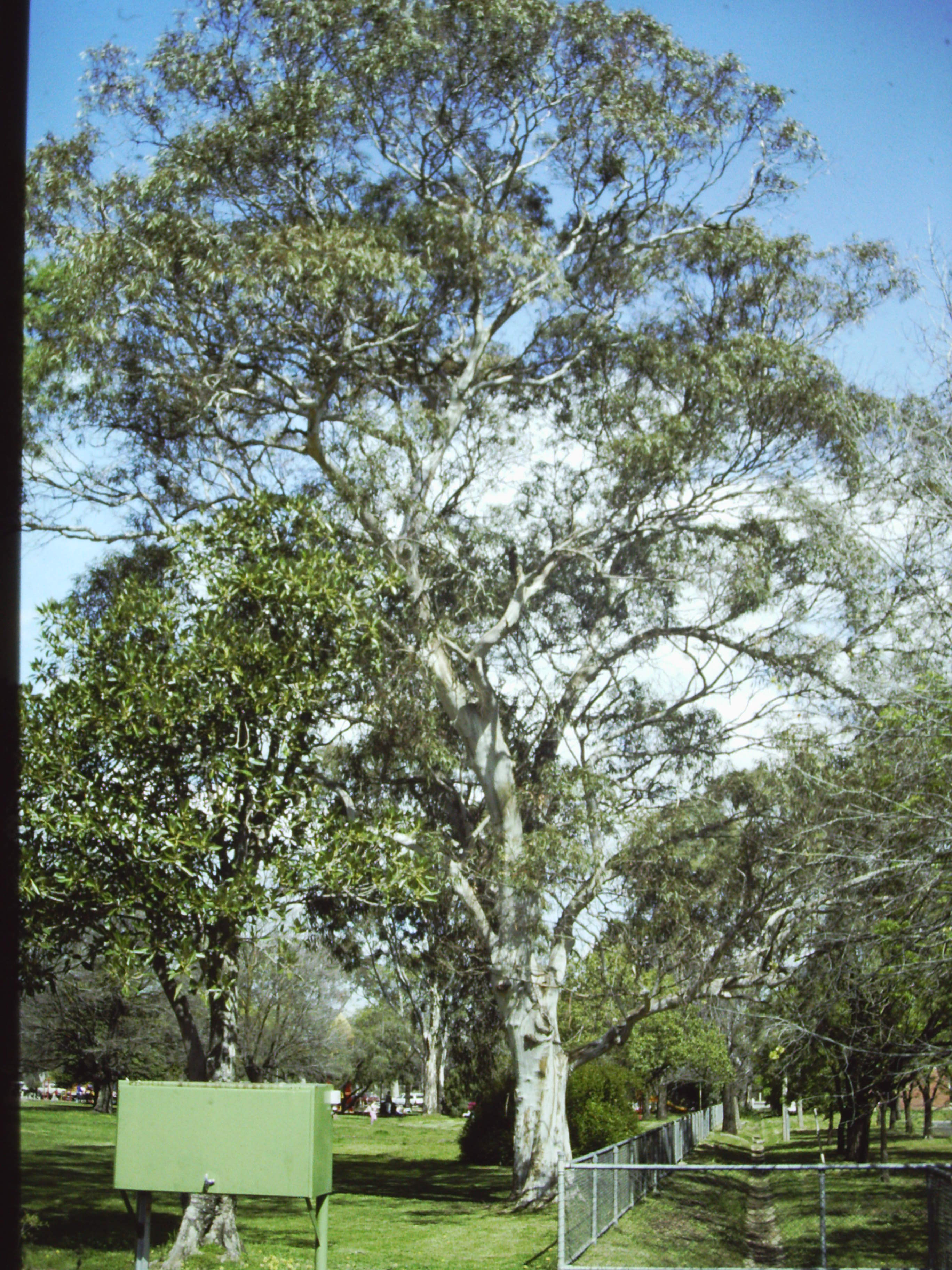 National Trust - Yellow Gum (Eucalyptus leucoxylon)