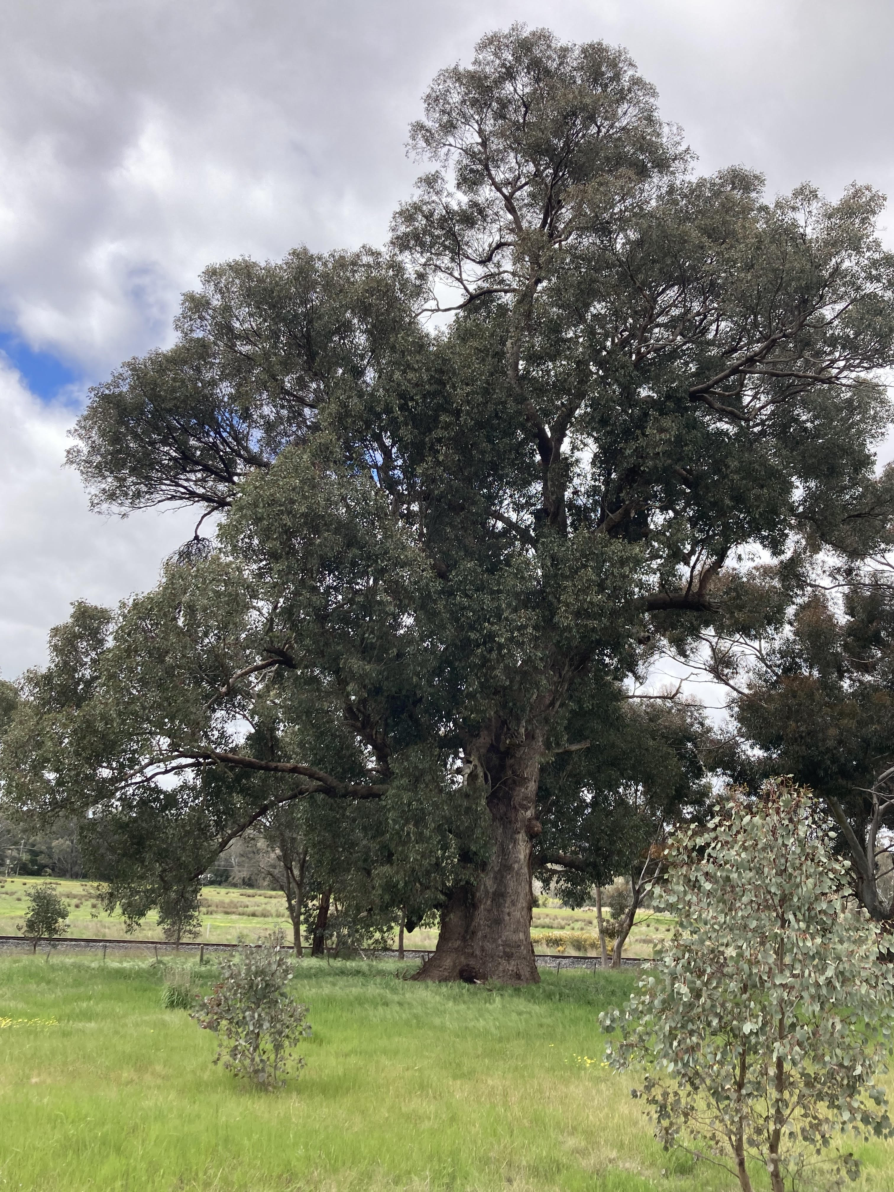 National Trust - Red Box (Eucalyptus polyanthemos ssp. vestita)